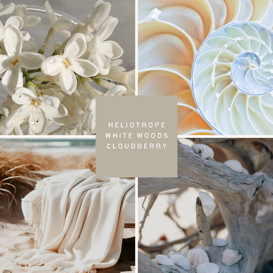 A collage featuring dew-kissed white florals, a spiral seashell, a soft cream cashmere throw draped on sand, and driftwood adorned with seashells—capturing the cozy, elegant essence of the Cashmere Shell scent. 